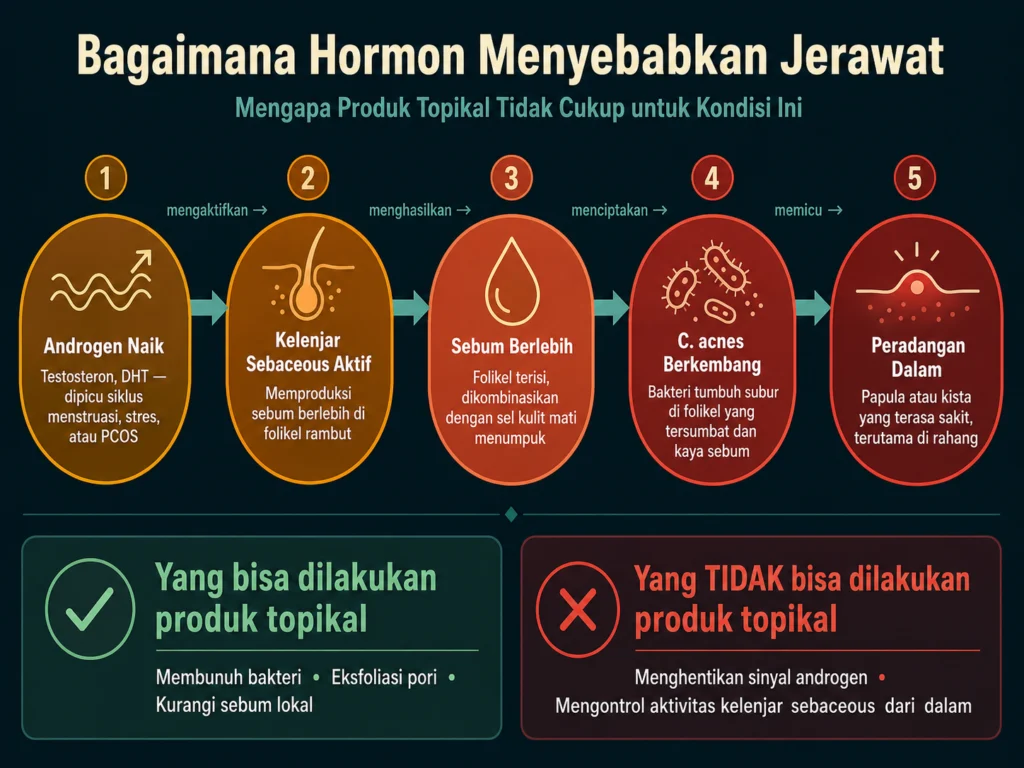 mekanisme hormon androgen menyebabkan jerawat sebum kelenjar sebaceous jalur hormonal